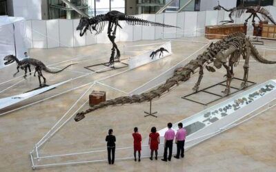 Dinosaur species ranks first in the world, Chinese dinosaurs are the real “top class”