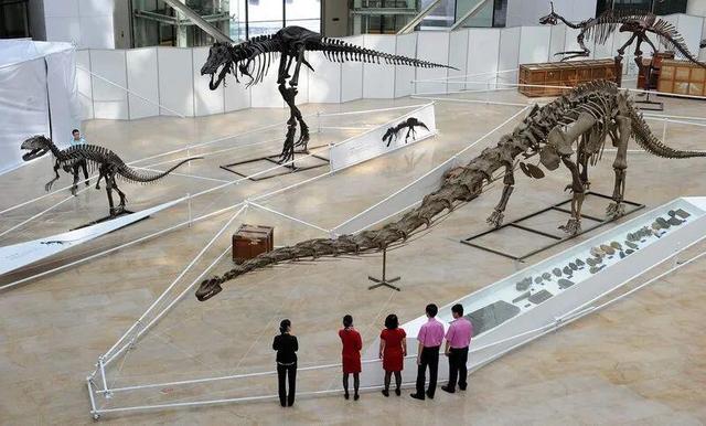 Dinosaur species ranks first in the world, Chinese dinosaurs are the real “top class”