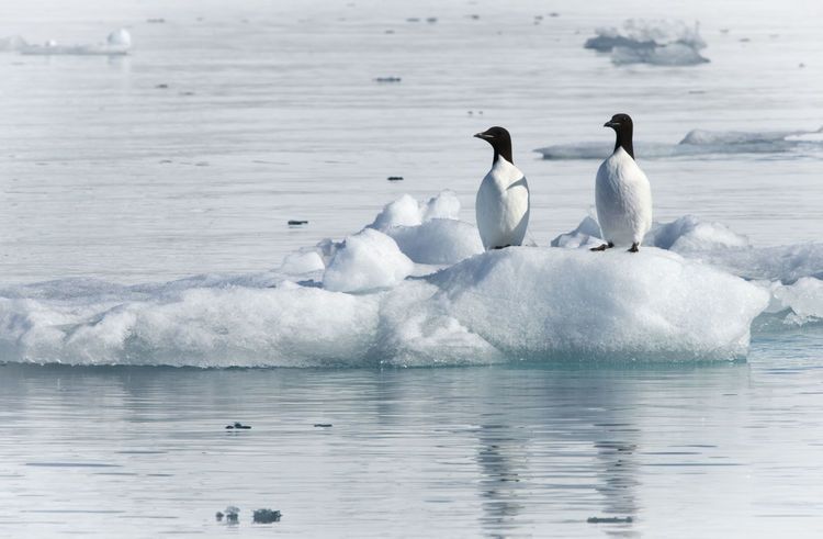 Which is colder, the south pole or the North Pole?