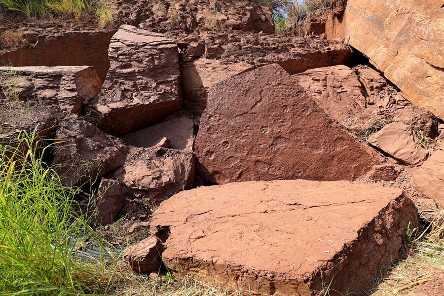 Rare fossilized dinosaur footprints found in Fujian Province