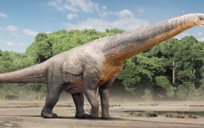Dinosaurs are long gone. Why do we know what dinosaurs looked like?