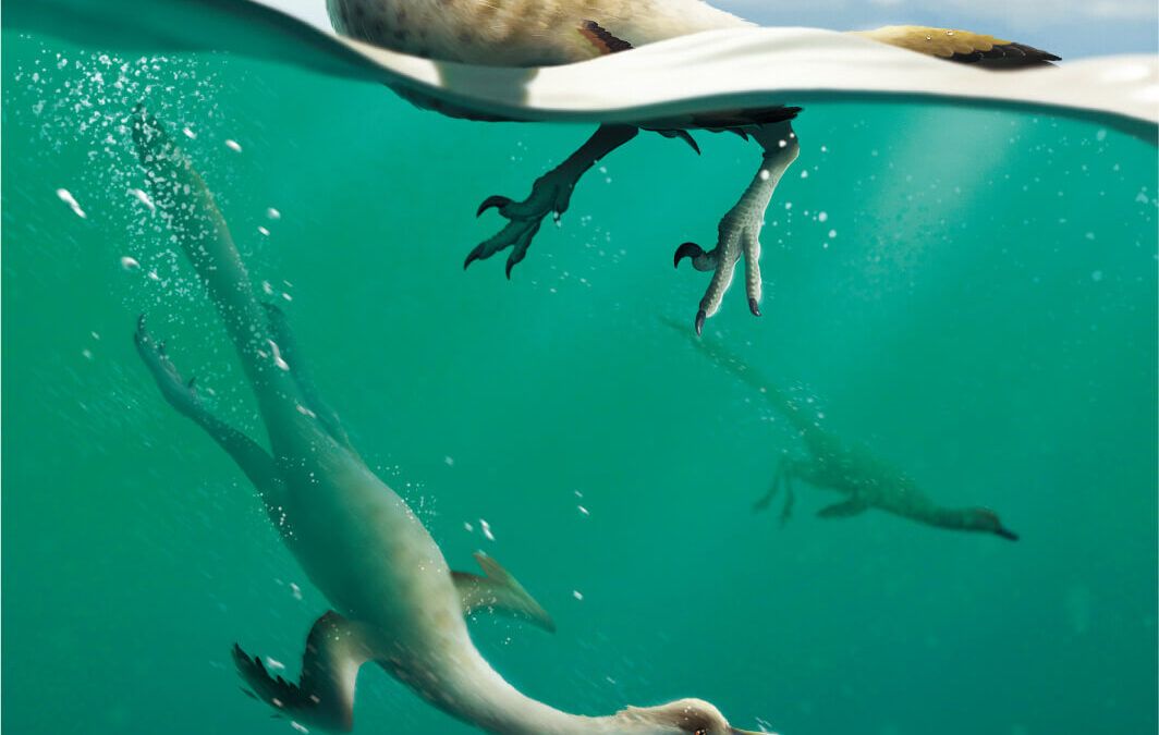 The diver loved to eat fish. The first “streamlined” non-bird theropod dinosaur found
