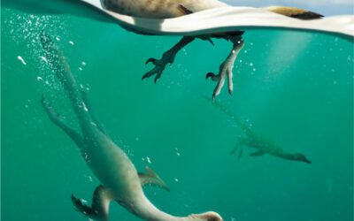 The diver loved to eat fish. The first “streamlined” non-bird theropod dinosaur found