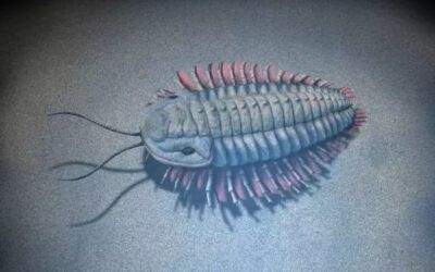 A 520-million-year-old trilobite fossil has been discovered in Yangquan