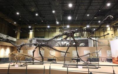 Dinosaur Travels the Gobi: Cretaceous Dinosaurs from Inner Mongolia