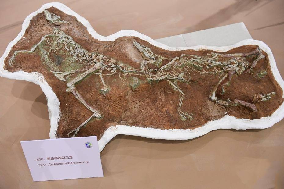 Dong's fossil of Ornithosaurus chinensis