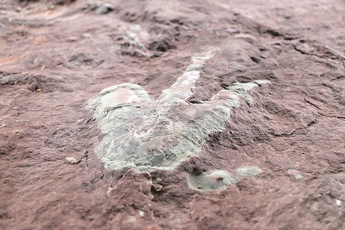Dinosaur footprints are clearly visible on a boulder