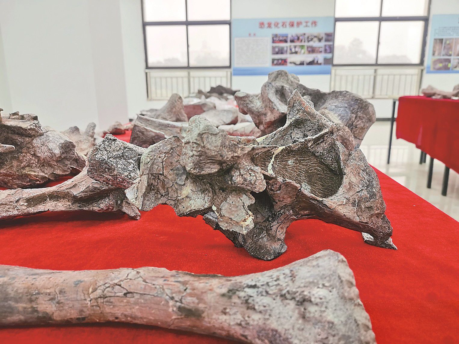 A restored dinosaur fossil.